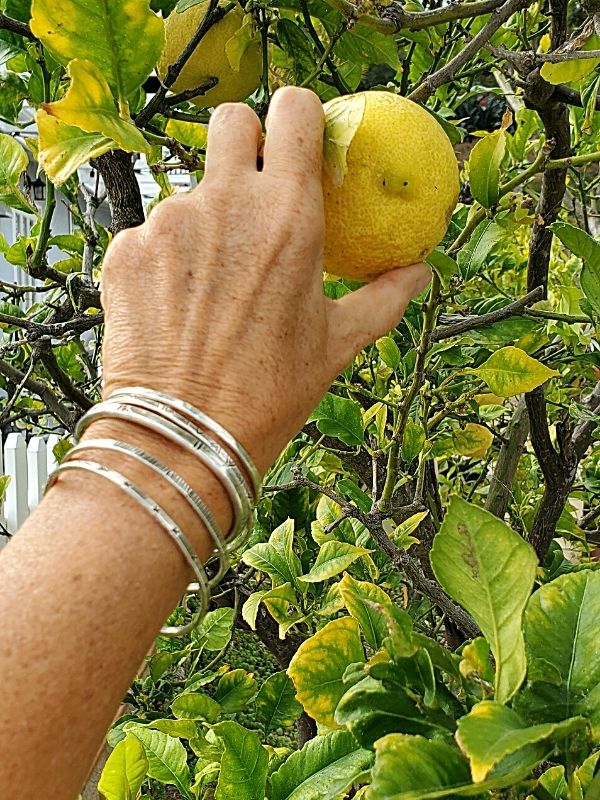 picking lemons with silver stacking cuffs